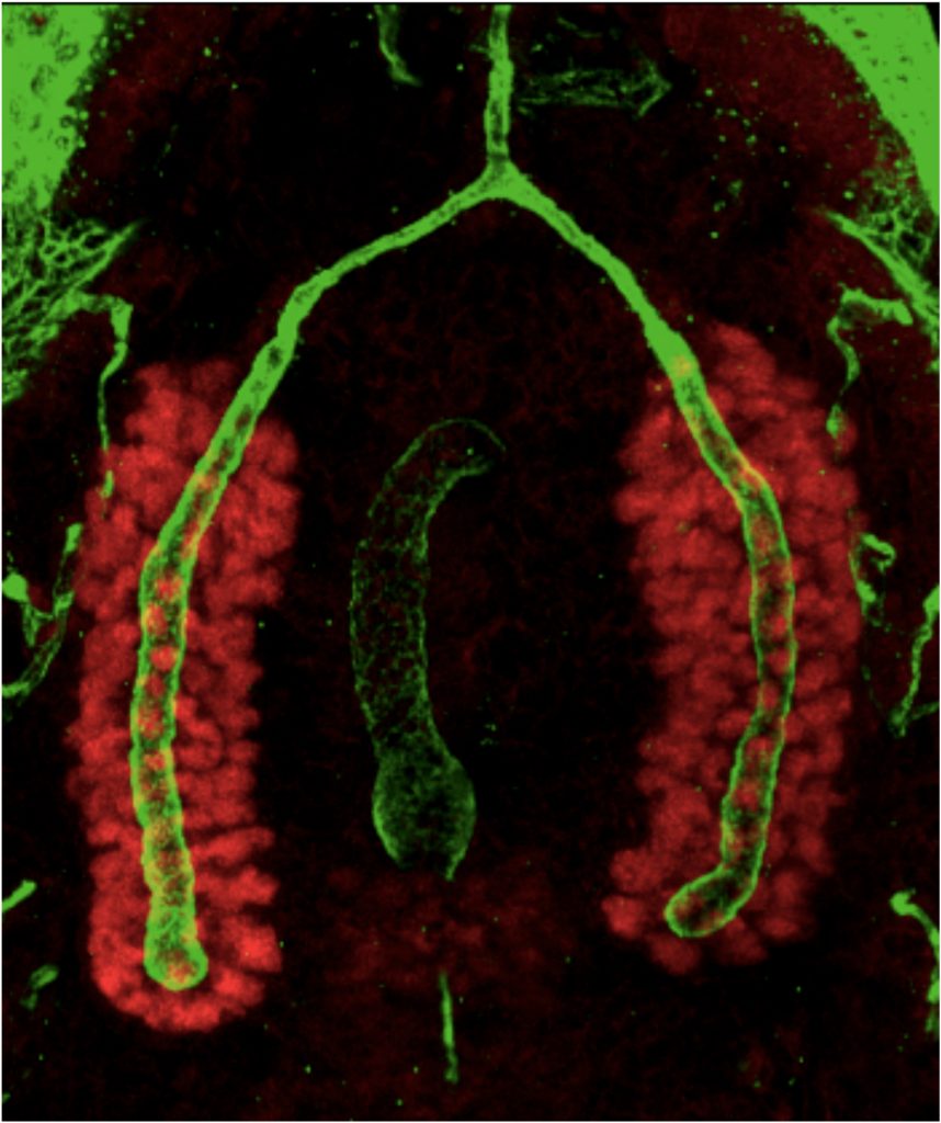 Secretory Capacity and Specificity
